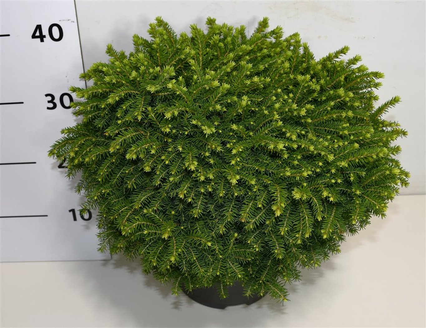 Picea a. 'Little Gem' - C5 30-40 CM